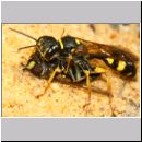 Mellinus arvensis - Kotwespe w51b mit Schwebfliege - Sandgrube Niedringhaussee.jpg